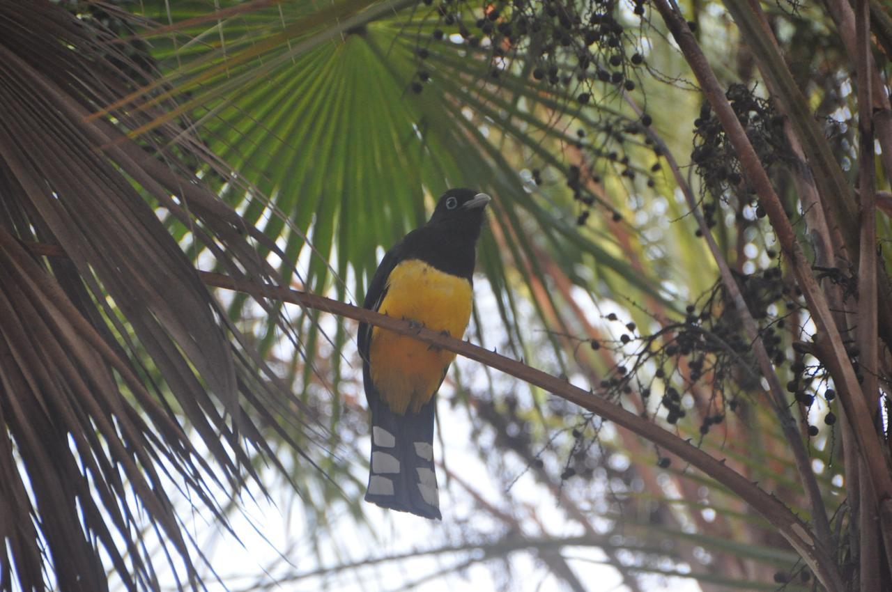 Hotel Sabal Beach Monkey River Town Exteriér fotografie